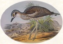 Bush Stone-Curlew