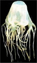 Box Jellyfish