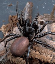 Funnel Web Spider